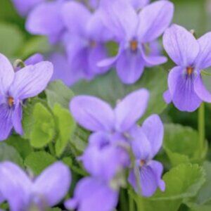 Meet your Posher, Whitney